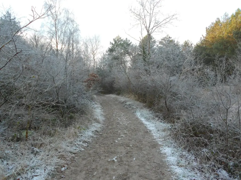 Fortes gelées en Occitanie : jusqu’à -6°C près de Montpellier ce dimanche matin !