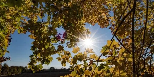 Hérault et Gard : il a fait jusqu’à 22,5°C à l’ombre ce mardi 10 novembre