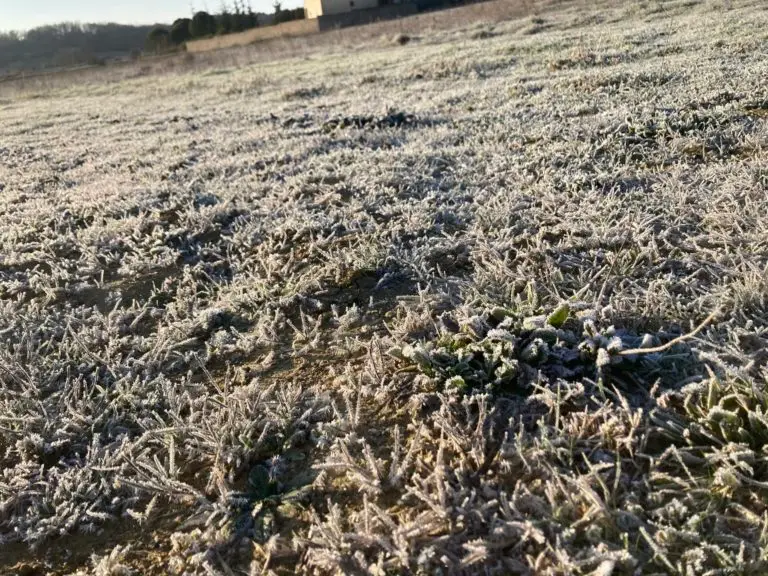 Météo : bref coup de froid, jusqu’à 2°C voire 0°C localement la nuit prochaine en plaine !
