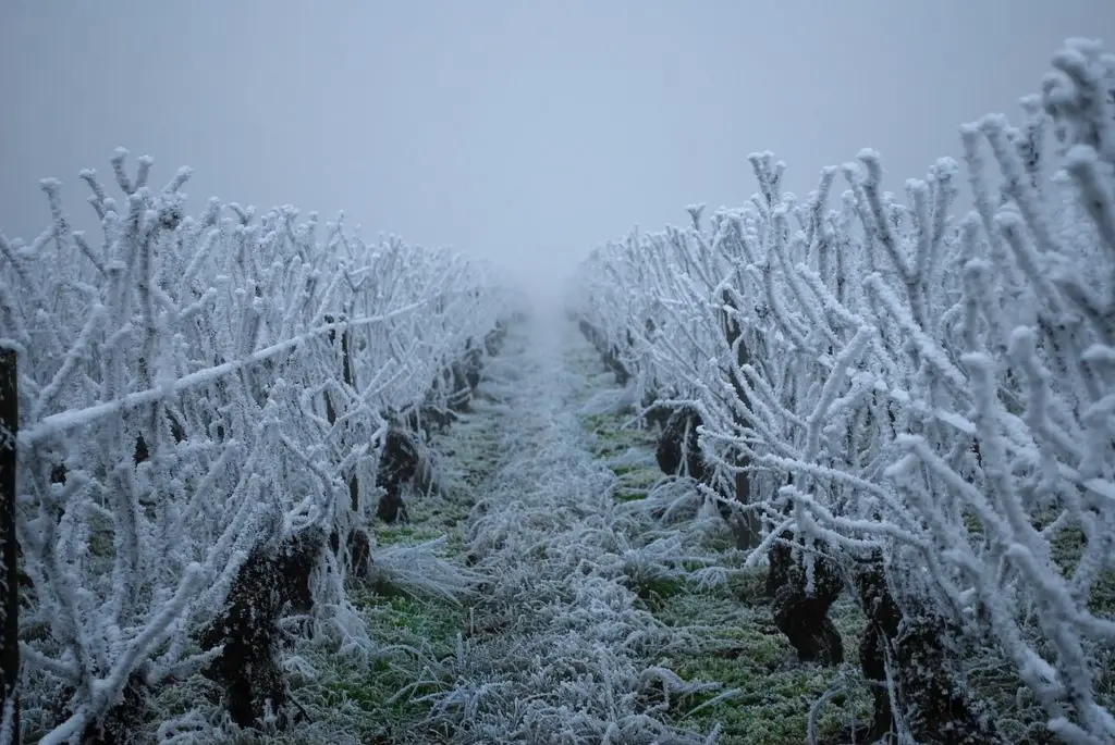 Nuit prochaine : fortes gelées à redouter, jusqu’à -7°C localement !