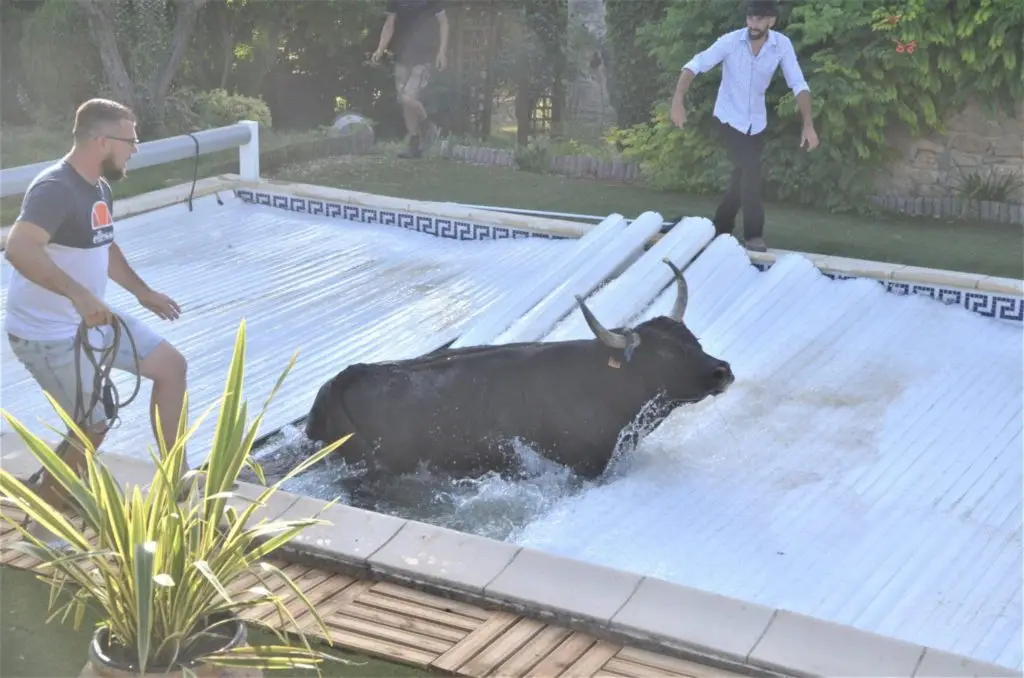 Gard : INSOLITE, un taureau termine sa course dans une piscine