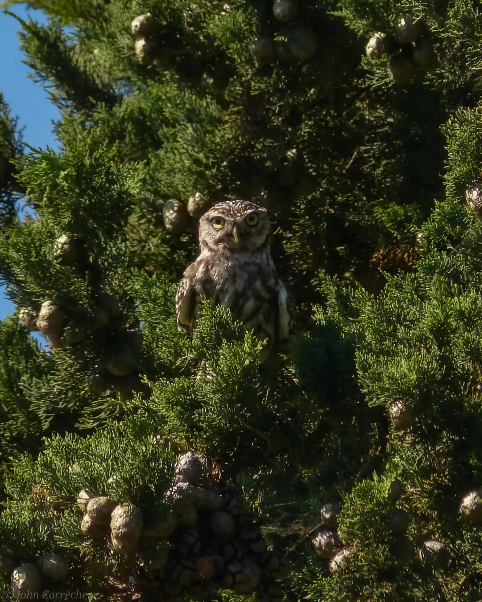 Hérault : la chouette Chevêche d’Athéna photographiée dans un jardin