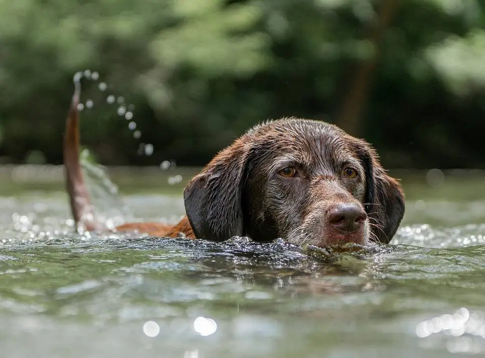 Occitanie : alerte aux  cyanobactéries après la mort d’un chien