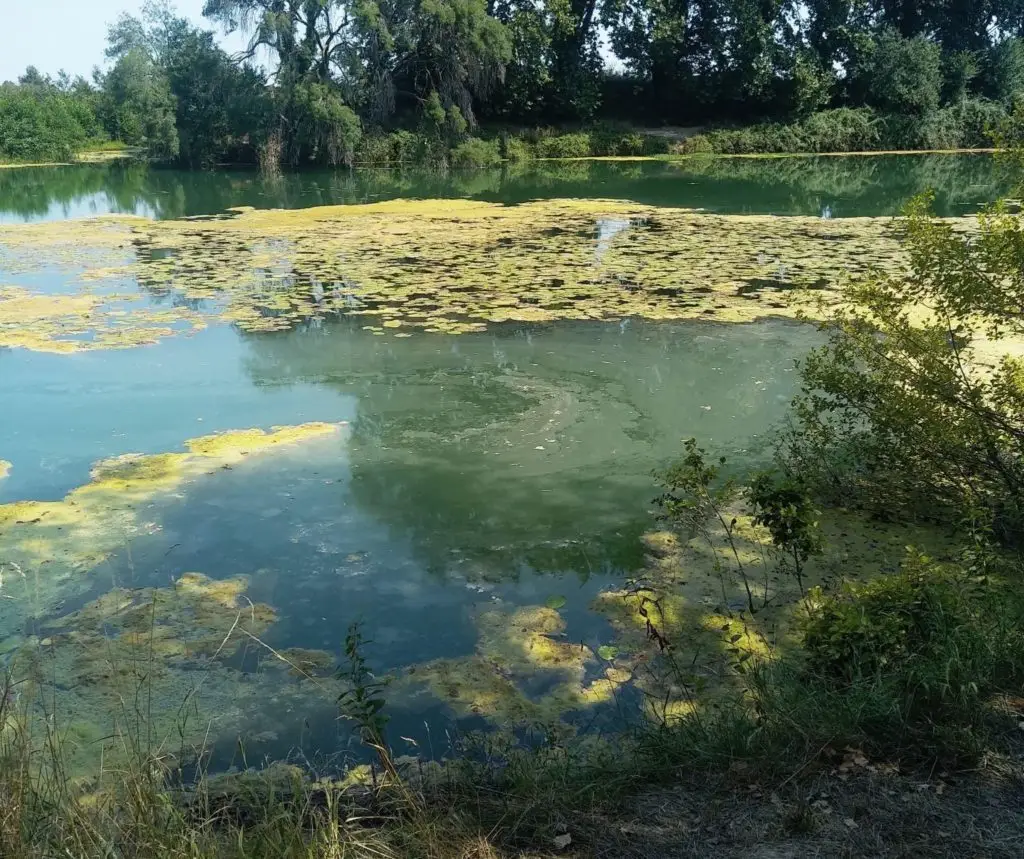 Gard : suspicion de cyanobactéries dans le Vidourle près d’Aimargues