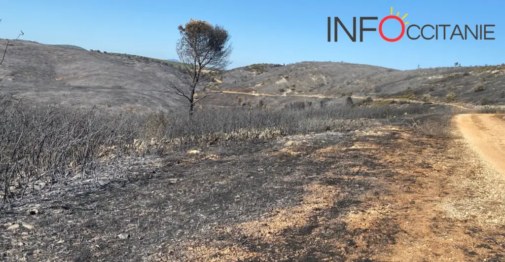 Photos. Incendie : après le feu, des paysages lunaires apparaissent à Aumelas