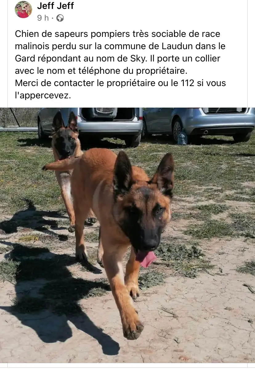 AVIS DE RECHERCHE : Le malinois Sky, chien des sapeurs-pompiers du Gard est introuvable