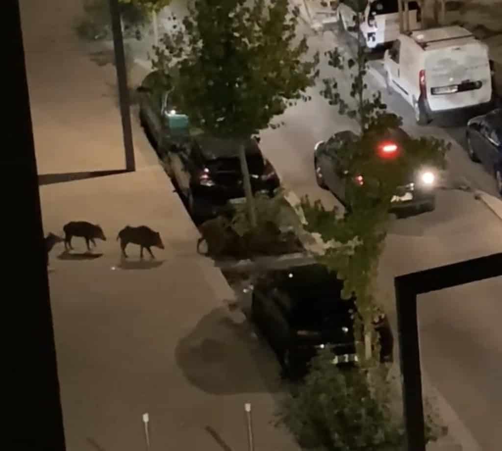 INSOLITE. Hérault : plusieurs sangliers aperçus dans Montpellier