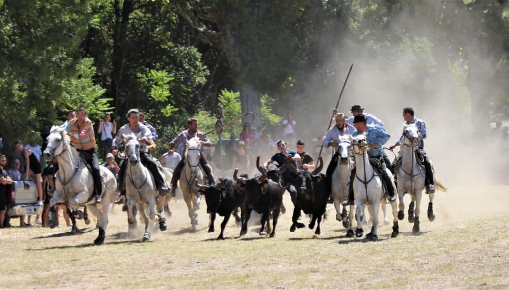 Gard. Parignargues : un programme chargé pour le week-end taurin à venir