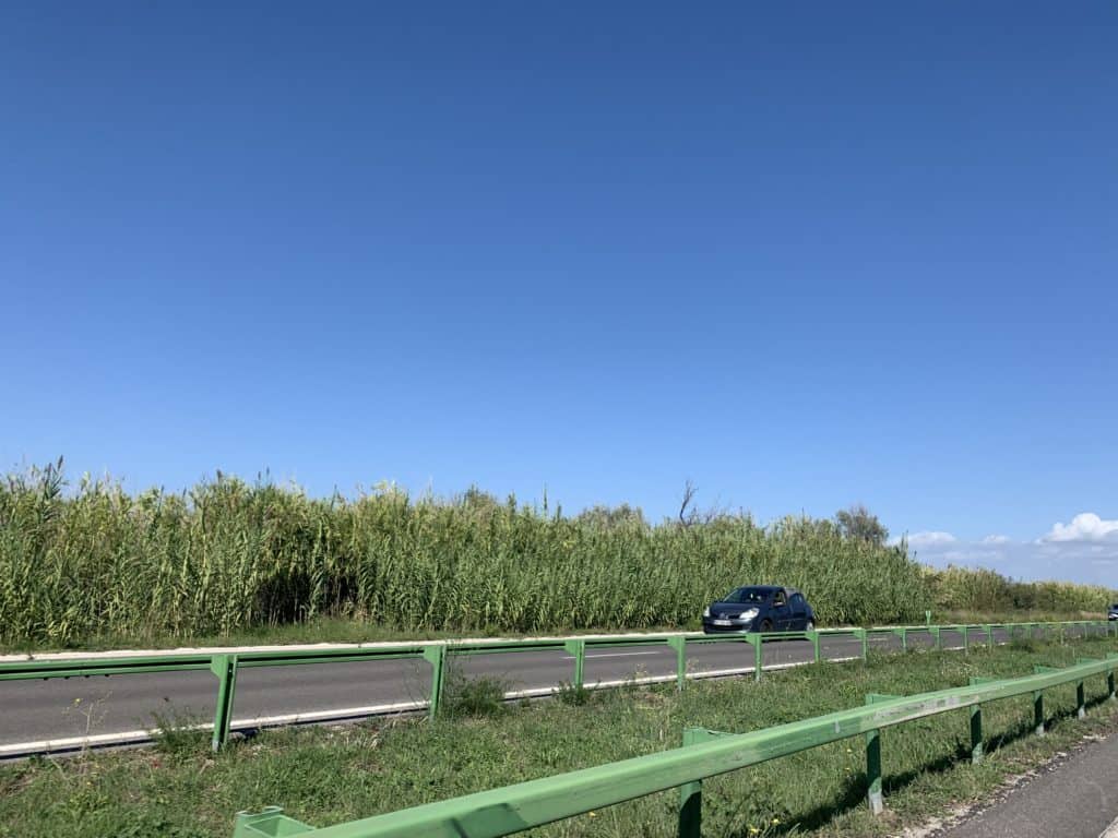 Au sud de Montpellier : les sangliers régulièrement percutés sur la voie rapide entre Carnon et Pérols