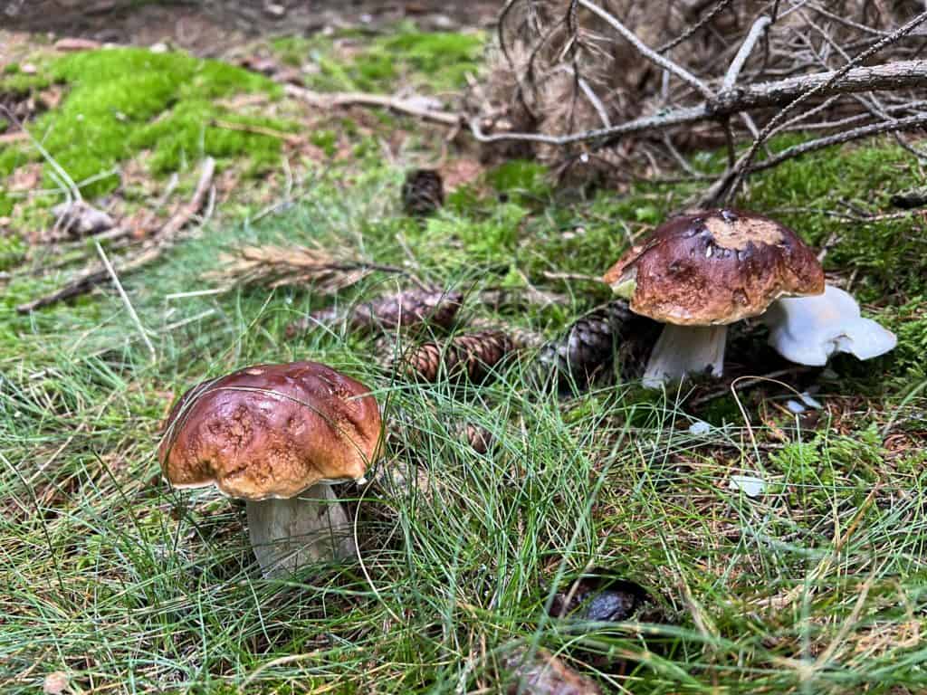 Lozère & Cévennes : les cèpes sont de sortie, découvrez les lieux où les trouver !