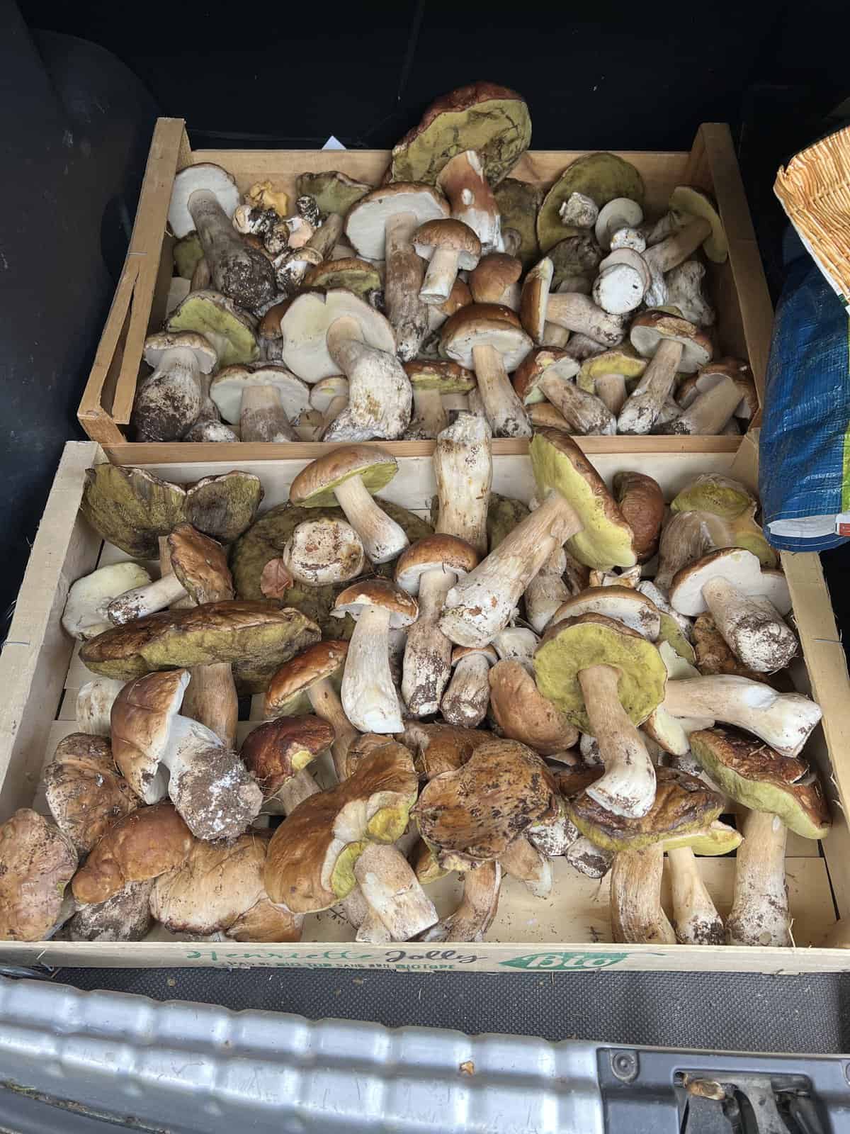 Cueillette de champignons : limitée à 10 kg par jour et par personne en Lozère !