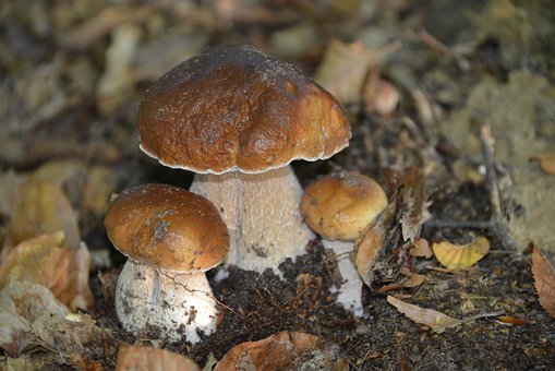 Lozère : la sortie de cèpes commence à s’estomper doucement