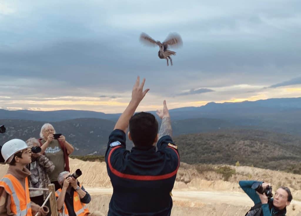 Hérault : un hibou Grand-duc remis en liberté par les pompiers