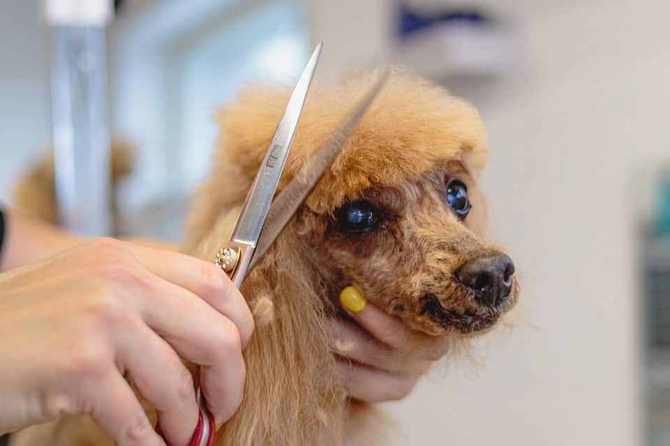 Alès : un nouveau salon de toilettage pour chiens vient d’ouvrir ses portes