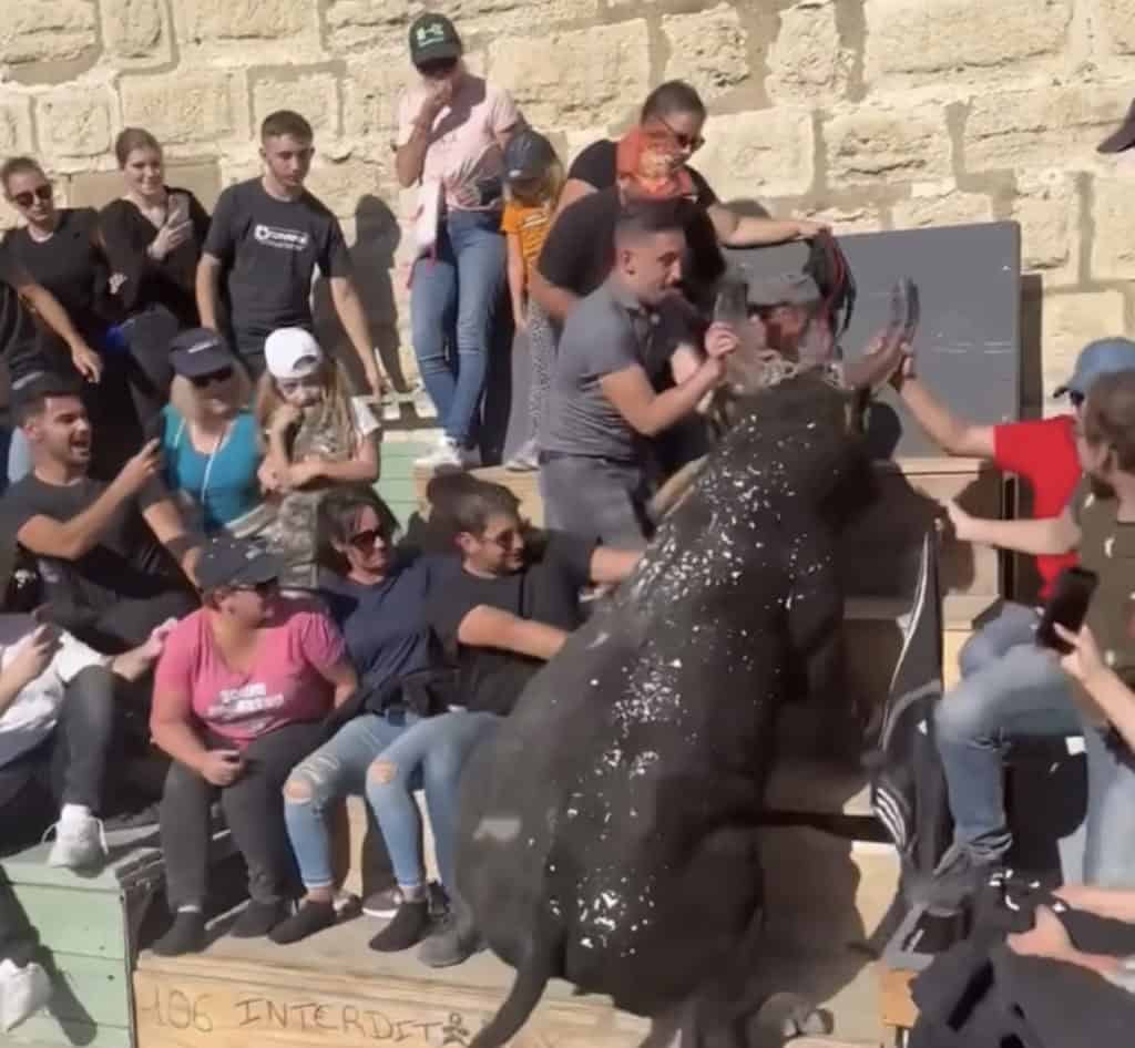 Gard : grosse frayeur à Aigues-Mortes où un taureau saute dans les gradins
