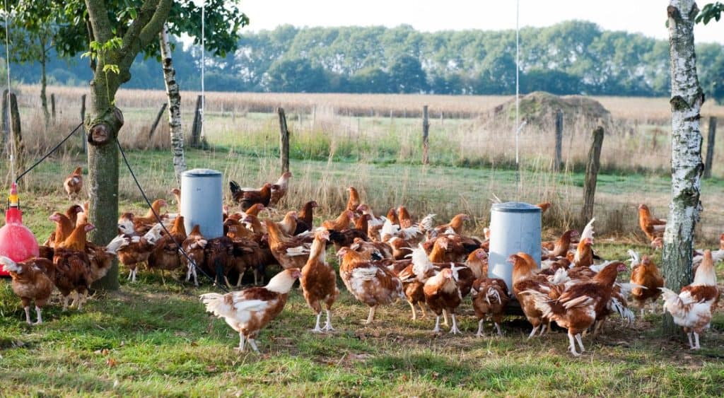 Influenza aviaire : élévation du niveau de risque et renforcement des mesures dans l’Hérault