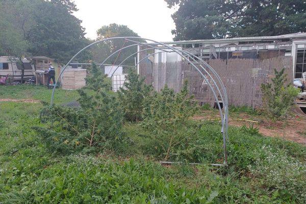 Gard : les gendarmes découvrent des pieds de cannabis près de Manduel