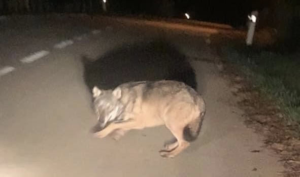 Lozère : un loup photographié la nuit dernière près de Florac