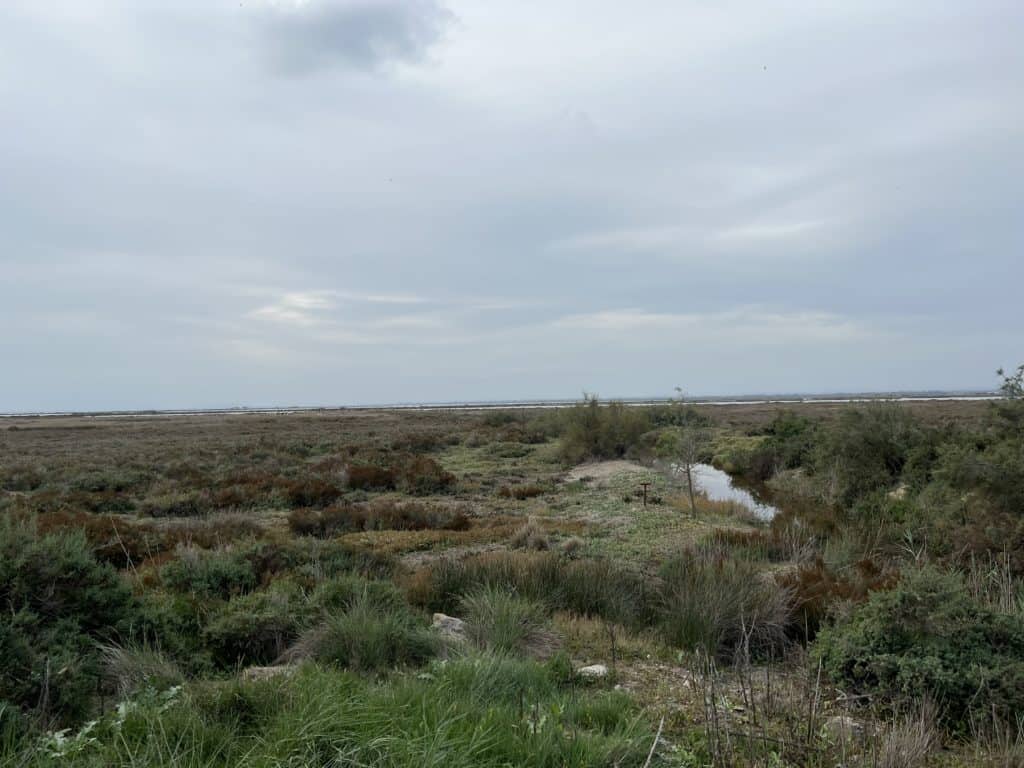 Hérault. Étang de l’Or : plus de 6 millions d’euros investis pour préserver cet écrin de nature