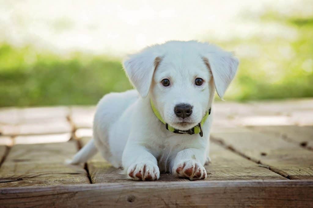 Animaux de compagnie : un certificat d’engagement désormais obligatoire pour pouvoir adopter