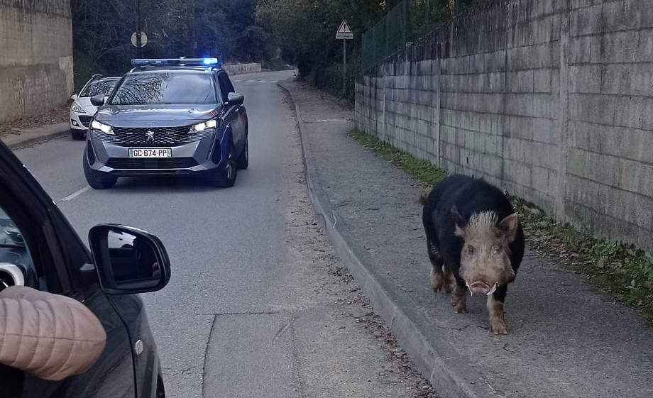 Gard. Insolite : un gros cochon escorté par la police