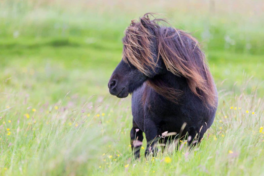 Occitanie  : un poney retrouvé mort d’une balle dans le ventre