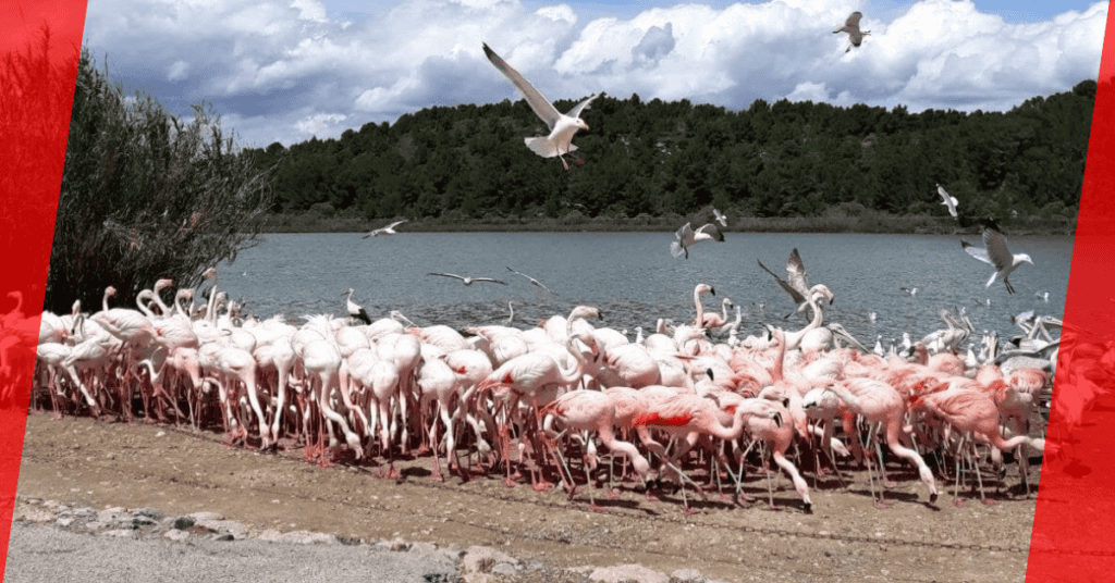 Grippe aviaire : la réserve Africaine de Sigean touchée, le parc ferme ses portes pour 6 semaines