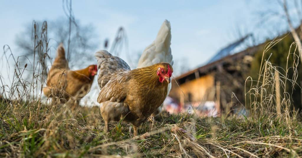 Gard: la Préfecture confirme la présence de la grippe aviaire dans le département