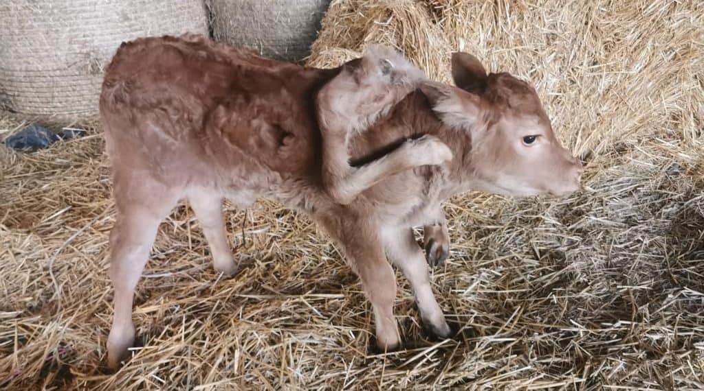 Occitanie : un veau est né avec 6 pattes dans le département de l’Aveyron