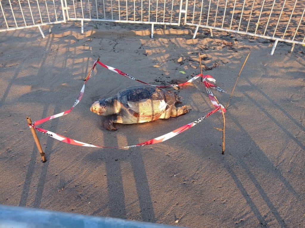 Hérault : une tortue Caouanne retrouvée morte sur une plage du littoral