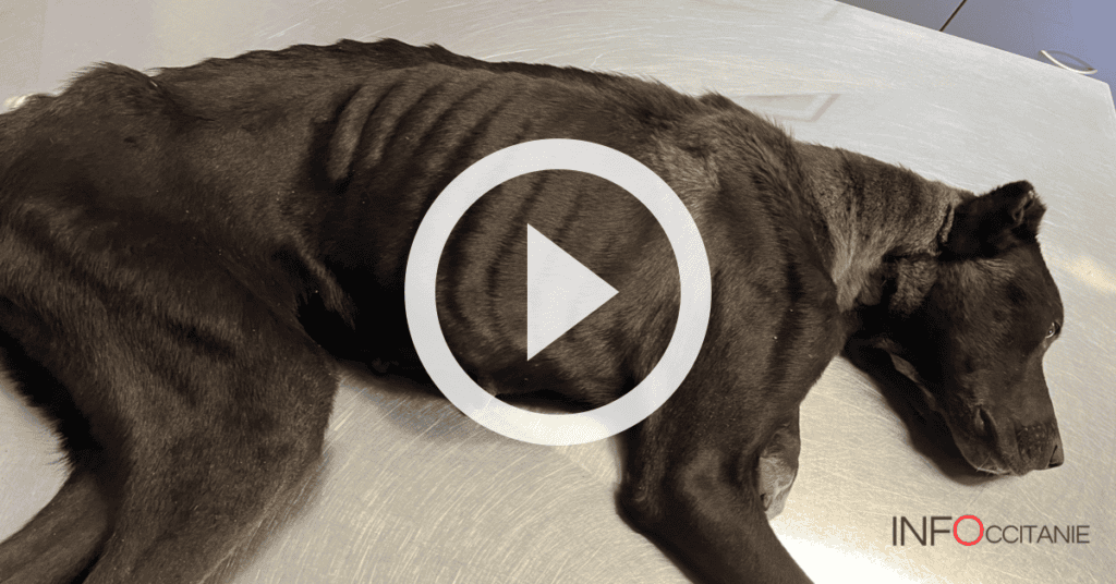 Gard : acte de cruauté envers un chien retrouvé avec les deux oreilles coupées
