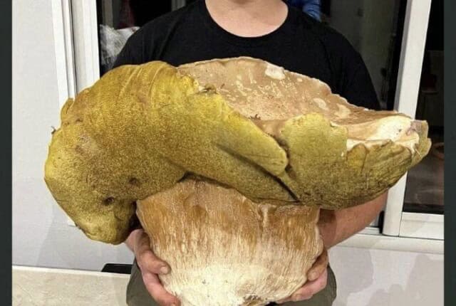 Insolite : un énorme cèpe de près de 5 kg trouvé en Gironde