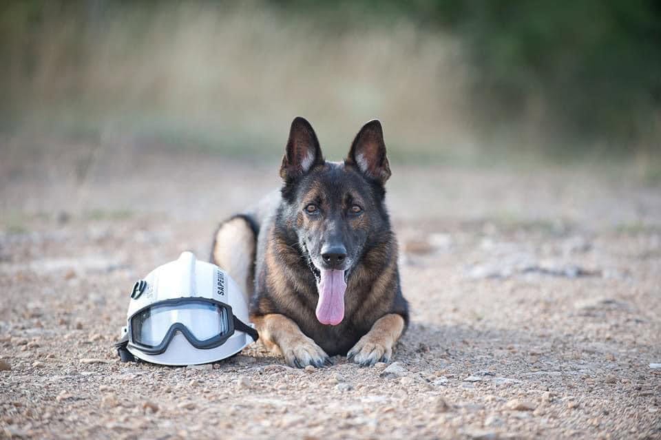 Gard : Dojo, le chien des sapeurs-pompiers, est décédé