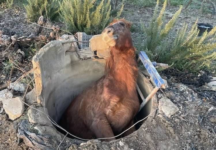 Gard : les sapeurs-pompiers sauvent un cheval tombé dans un puits