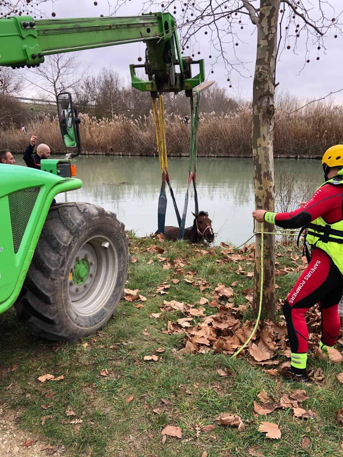 Hérault : les pompiers sauvent un cheval dans le Canal du Midi