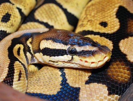 Gard : les sapeurs-pompiers interviennent pour capturer un python dans les WC