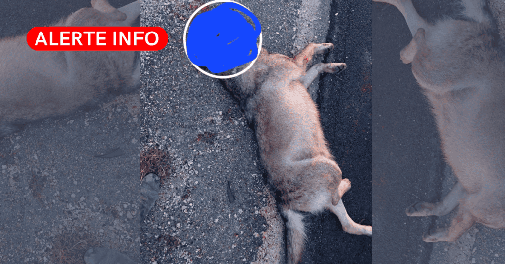 La Grande Motte : un loup retrouvé mort sur la voie rapide