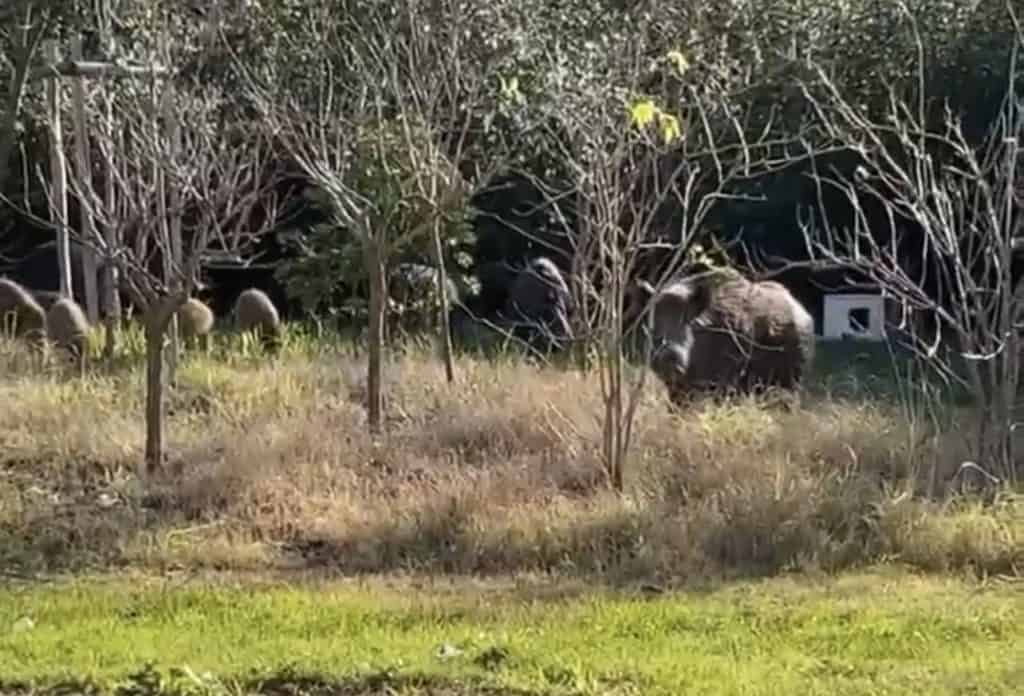 Montpellier : un troupeau de 10 sangliers déambule à la Mosson ce mardi matin