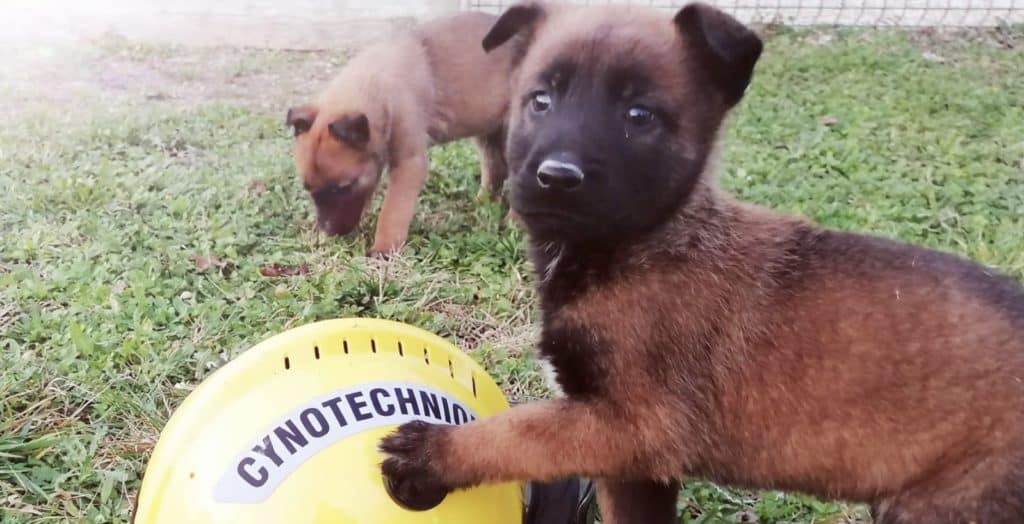 Gard : les sapeurs-pompiers cherchent le nom de leur nouveau chien