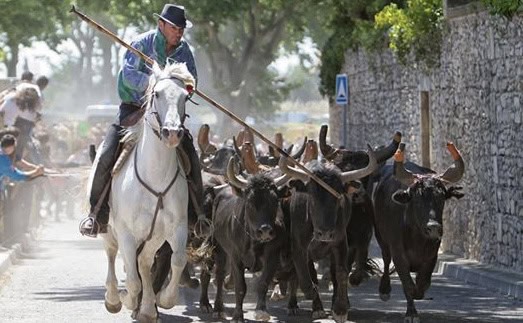 Traditions : un grand rassemblement pour soutenir la Bouvine organisé à Montpellier