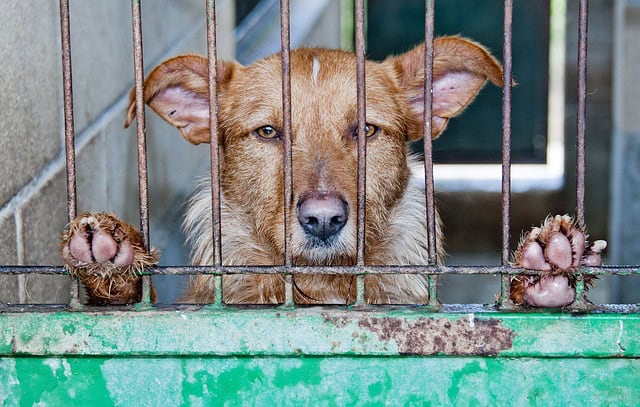 Gard : une association de protection animale recherche un terrain agricole