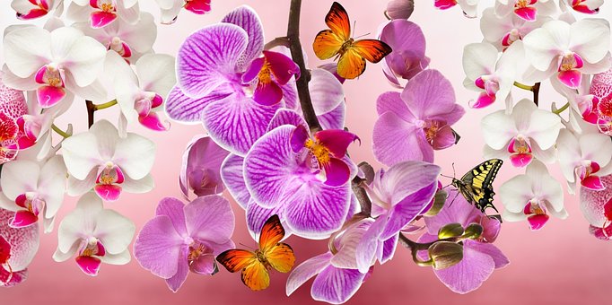 Gard : le 21ème Salon international d’Orchidées aura lieu du 3 au 5 février 2023 à Vergèze