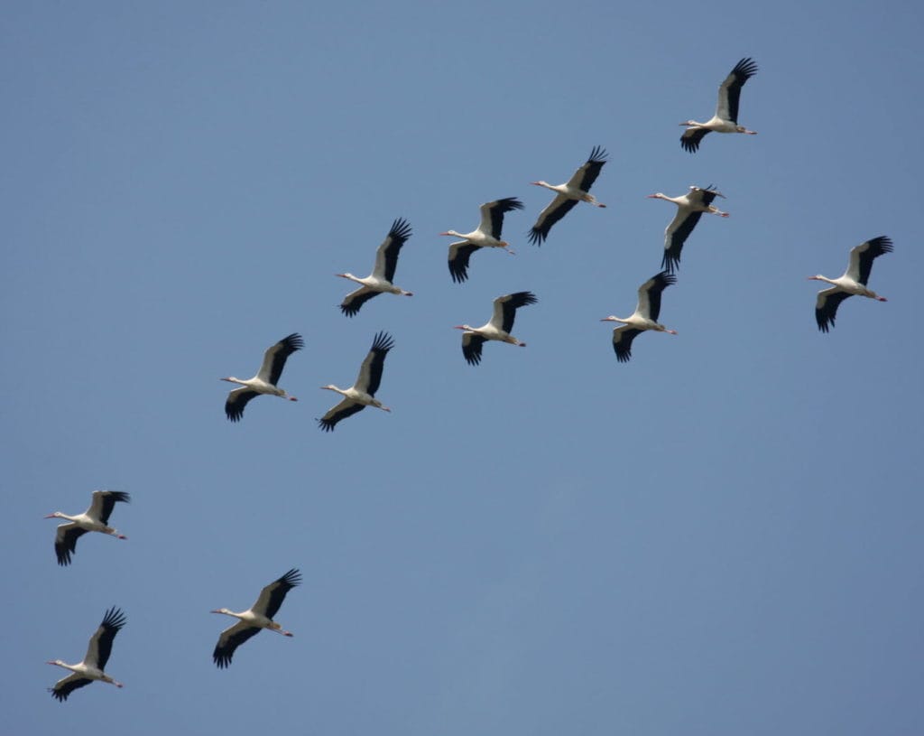 Nature : des dizaines d’oiseaux migrateurs observés au-dessus de Lunel