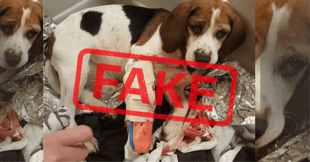 Escroquerie : attention, l’arnaque au chien renversé arrive sur les groupes facebook de la région Occitanie
