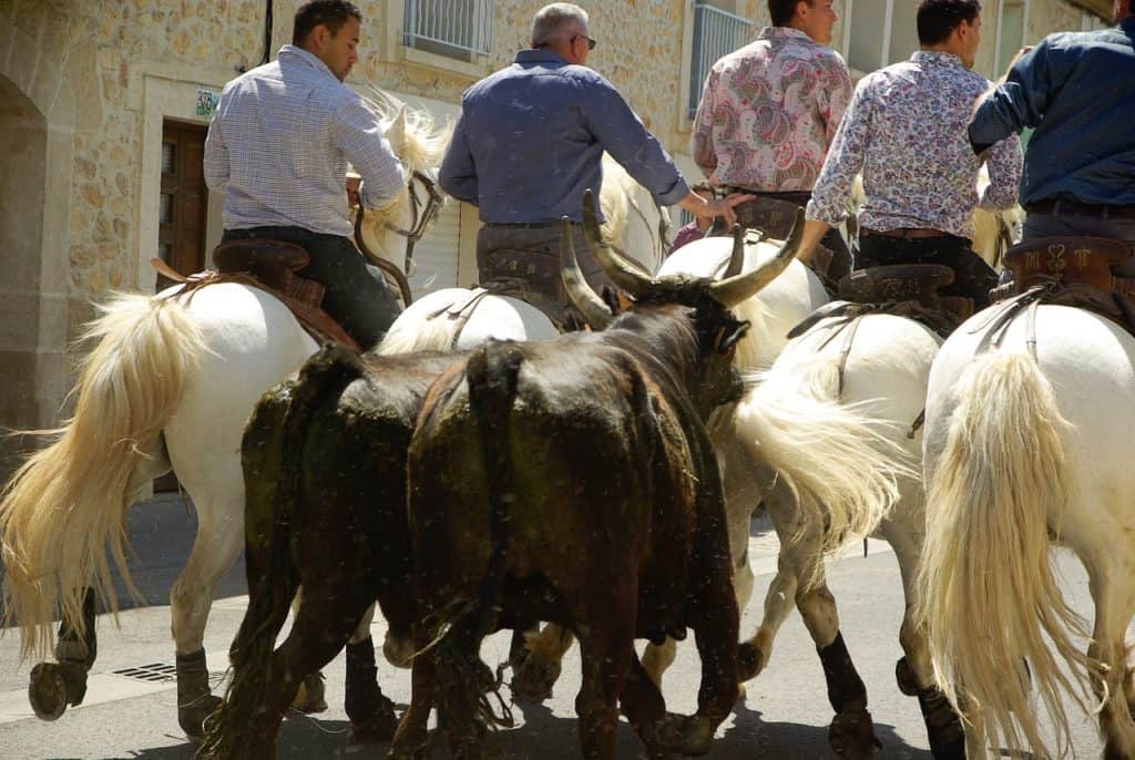 Gard : le programme du 25ème Festival du film taurin et camarguais ce week-end