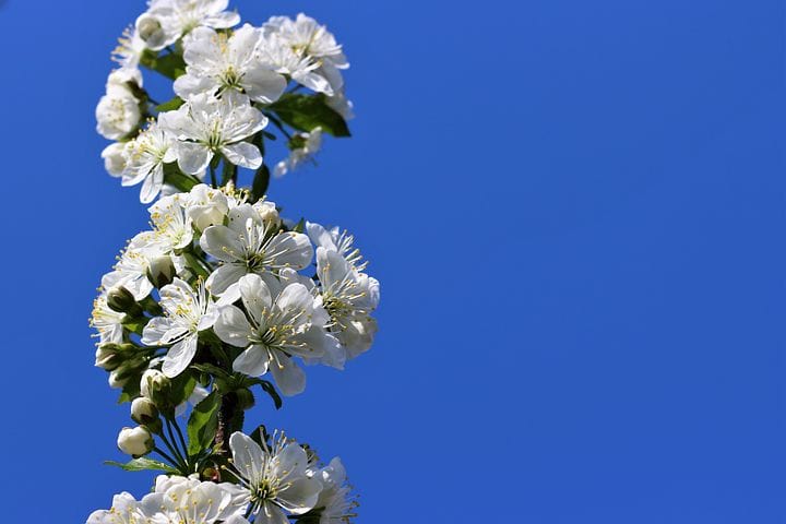 Météo : douceur remarquable ce week-end dans Languedoc, jusqu’à 25°C !