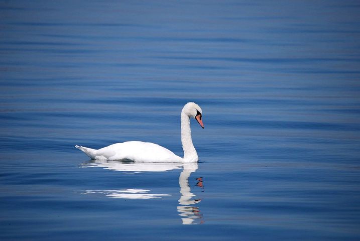 Grippe aviaire : un nouveau cas détecté sur un cygne dans le Gard à Saint-Gilles