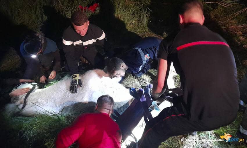 Gard : l’insolite sauvetage par les pompiers d’un cheval tombé dans une fosse septique
