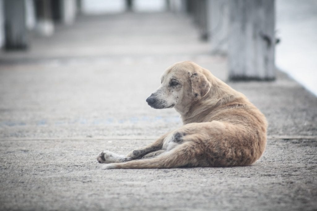Gard : plusieurs chiens meurent empoisonnés au Canicross de Vauvert