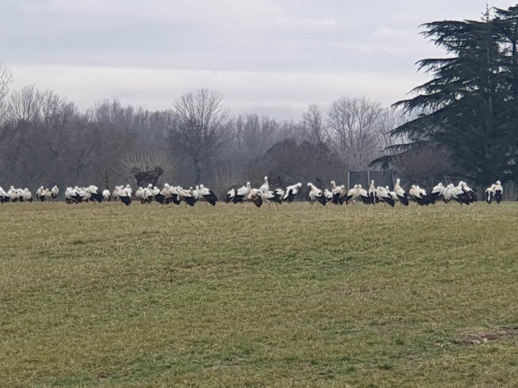 Gard : des dizaines de cigognes de passage dans le département ce mercredi